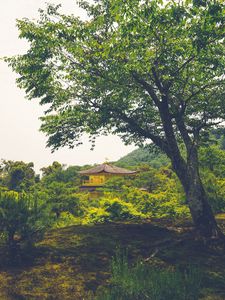 Preview wallpaper pagoda, temple, building, trees, nature