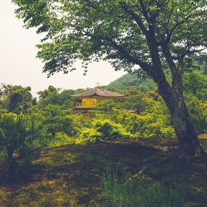 Preview wallpaper pagoda, temple, building, trees, nature