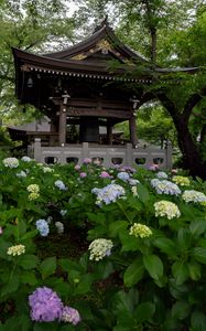 Preview wallpaper pagoda, temple, hydrangea, flowers, japan