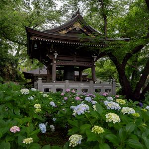 Preview wallpaper pagoda, temple, hydrangea, flowers, japan