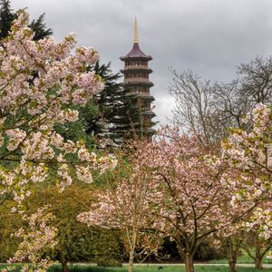 Preview wallpaper pagoda, tower, trees, flowers, sakura, spring
