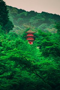 Preview wallpaper pagoda, trees, forest