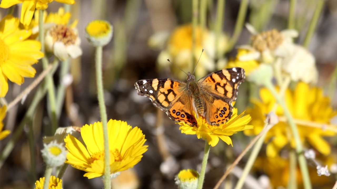 Wallpaper painted lady, butterfly, flowers, macro