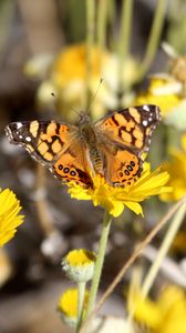 Preview wallpaper painted lady, butterfly, flowers, macro