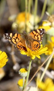 Preview wallpaper painted lady, butterfly, flowers, macro