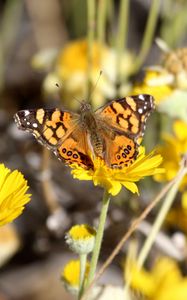 Preview wallpaper painted lady, butterfly, flowers, macro