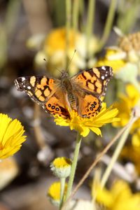 Preview wallpaper painted lady, butterfly, flowers, macro