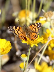 Preview wallpaper painted lady, butterfly, flowers, macro