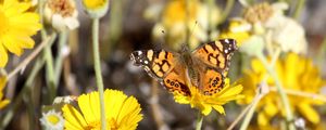 Preview wallpaper painted lady, butterfly, flowers, macro