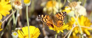 Preview wallpaper painted lady, butterfly, flowers, macro