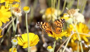 Preview wallpaper painted lady, butterfly, flowers, macro