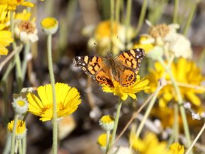 Preview wallpaper painted lady, butterfly, flowers, macro