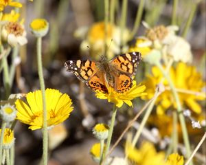 Preview wallpaper painted lady, butterfly, flowers, macro