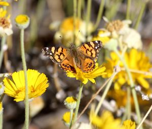 Preview wallpaper painted lady, butterfly, flowers, macro