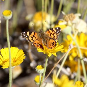 Preview wallpaper painted lady, butterfly, flowers, macro