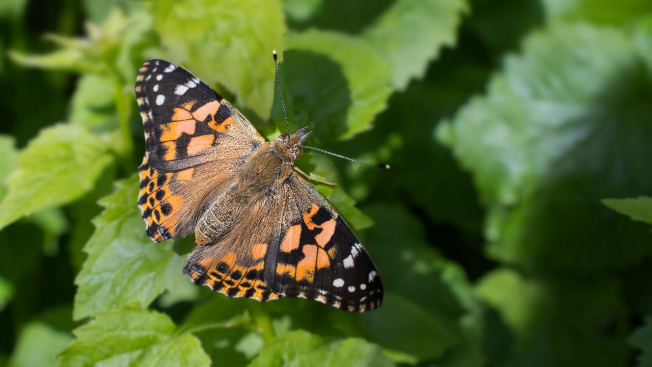 Wallpaper painted lady, butterfly, leaves, macro, shadow