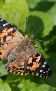 Preview wallpaper painted lady, butterfly, leaves, macro, shadow