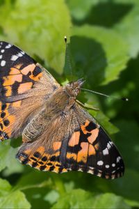 Preview wallpaper painted lady, butterfly, leaves, macro, shadow