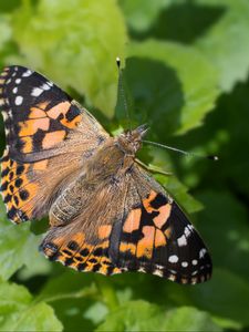 Preview wallpaper painted lady, butterfly, leaves, macro, shadow