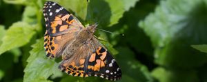 Preview wallpaper painted lady, butterfly, leaves, macro, shadow