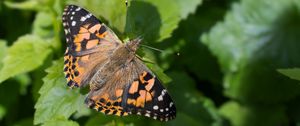 Preview wallpaper painted lady, butterfly, leaves, macro, shadow