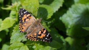 Preview wallpaper painted lady, butterfly, leaves, macro, shadow