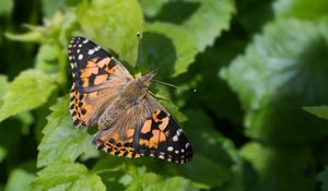 Preview wallpaper painted lady, butterfly, leaves, macro, shadow