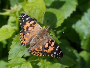 Preview wallpaper painted lady, butterfly, leaves, macro, shadow