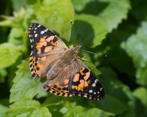 Preview wallpaper painted lady, butterfly, leaves, macro, shadow