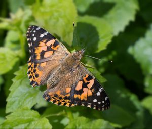 Preview wallpaper painted lady, butterfly, leaves, macro, shadow