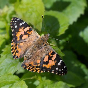 Preview wallpaper painted lady, butterfly, leaves, macro, shadow