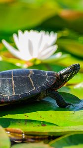 Preview wallpaper painted turtle, tortoise, leaves, blur