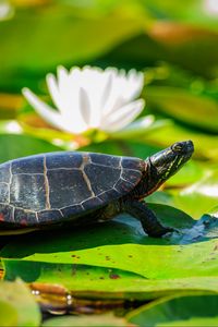 Preview wallpaper painted turtle, tortoise, leaves, blur