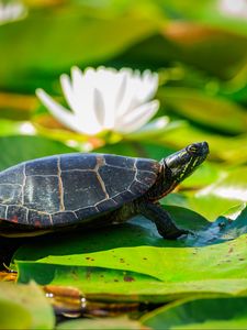 Preview wallpaper painted turtle, tortoise, leaves, blur