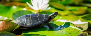 Preview wallpaper painted turtle, tortoise, leaves, blur