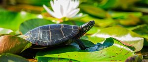 Preview wallpaper painted turtle, tortoise, leaves, blur