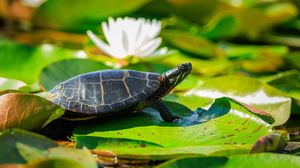 Preview wallpaper painted turtle, tortoise, leaves, blur
