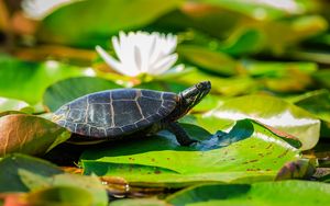Preview wallpaper painted turtle, tortoise, leaves, blur