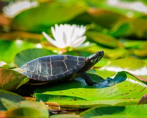Preview wallpaper painted turtle, tortoise, leaves, blur