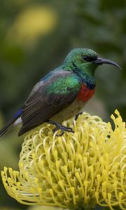 Preview wallpaper palestine sunbird, bird, flower