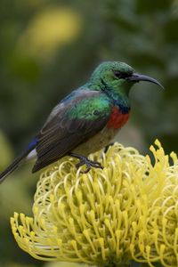 Preview wallpaper palestine sunbird, bird, flower