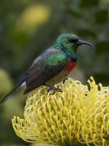 Preview wallpaper palestine sunbird, bird, flower