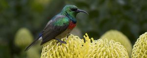 Preview wallpaper palestine sunbird, bird, flower