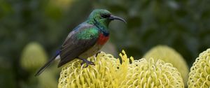 Preview wallpaper palestine sunbird, bird, flower