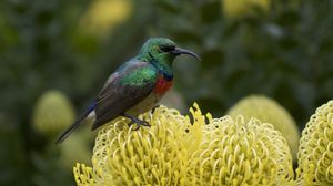 Preview wallpaper palestine sunbird, bird, flower