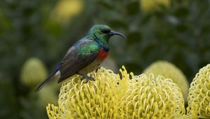 Preview wallpaper palestine sunbird, bird, flower