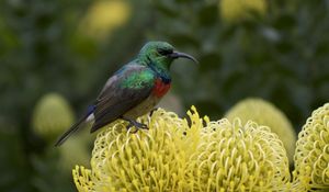 Preview wallpaper palestine sunbird, bird, flower