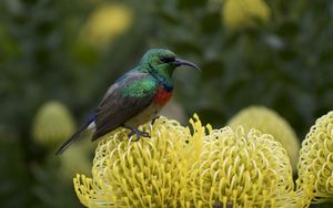 Preview wallpaper palestine sunbird, bird, flower