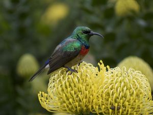 Preview wallpaper palestine sunbird, bird, flower