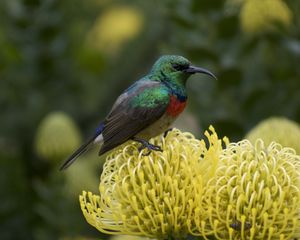 Preview wallpaper palestine sunbird, bird, flower